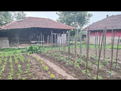 Видео: Грижа за доматите между дъждовете. Оформяне на градината.