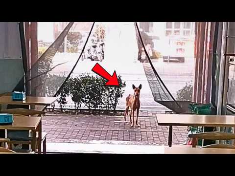 Видео: Истощённая кормящая собака каждый день сидит у двери ресторана, вежливо надеясь получить немного еды