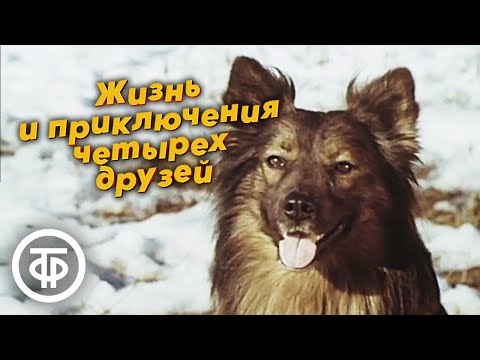 Видео: Жизнь и приключения четырех друзей. Добрый весёлый фильм о приключениях трёх собак и кота (1980-81)