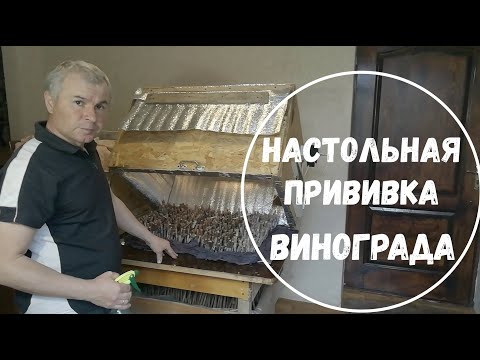 Видео: Настольная прививка винограда