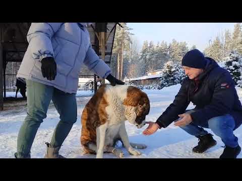 Видео: Экскурсия в питомнике САО УСАДБА КАРХУЛА. ответы на вопросы гостей.