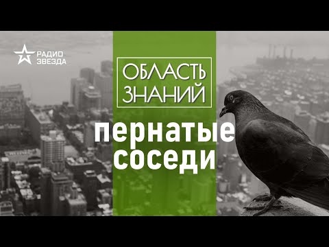Видео: Как птицы адаптируются к городам? Лекция биолога Нины Садыковой