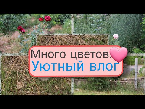 Видео: Цветы повсюду.Наслаждаюсь