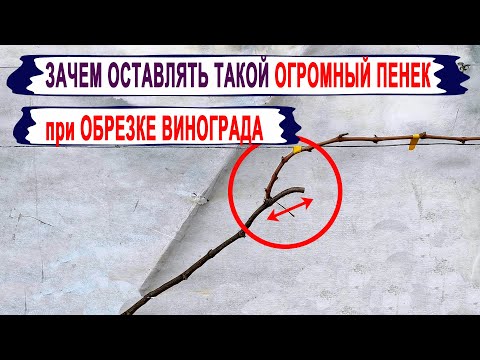 Видео: 🍇 ХИТРАЯ обрезка винограда! Зачем нужен такой ОГРОМНЫЙ ПЕНЕК. Вы думете, что ВИНОГРАДАРЬ НЕРЯХА?
