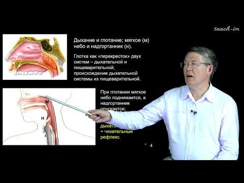 Видео: Дубынин В.А. - 100 часов школьной биологии - 1.8 Дыхание