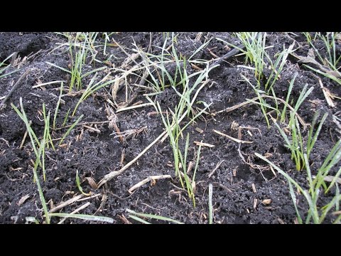 Видео: Підзимній посів озимини