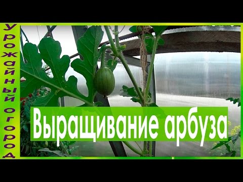 Видео: ВЫРАЩИВАНИЕ АРБУЗОВ!!!УХОД И ФОРМИРОВКА!!!