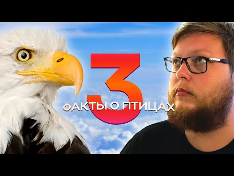 Видео: Факты о птицах 3 / WHISPERWAVE / (Ex Психоделический АСМР)