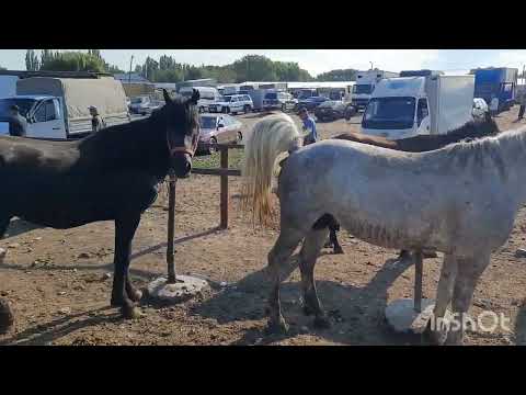 Видео: Айғыр мініс аттар, 09 07 23 Алматы Бәйдібек би ауылы мал базар,
