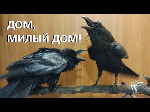 Видео: ДОМ, МИЛЫЙ ДОМ!