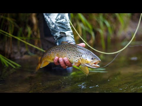 Видео: ВОТ ЭТО ПОКЛЕВКА! ВЫРЫВАЕТ СПИННИНГ ИЗ РУК ! ЛОВЛЯ ФОРЕЛИ НА СПИННИНГ! РЫБЛКА В БЕЛАРУСИ!