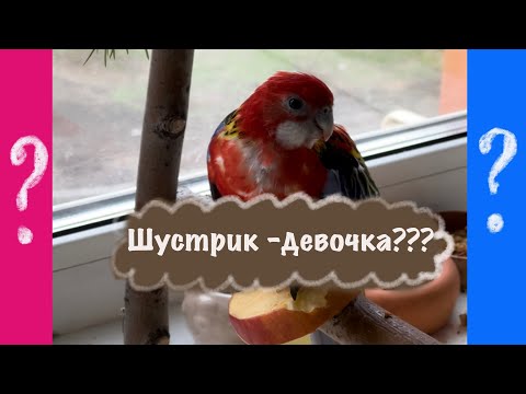 Видео: Шустрик-девочка или мальчик?
