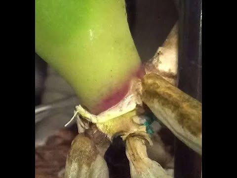 Видео: Фузариоз у орхидеи фаленопсис. Причины появления. Лечение. Часть 1