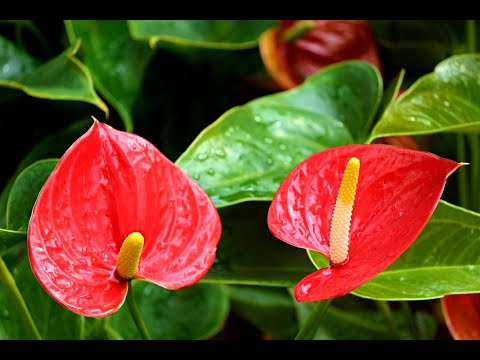 Видео: Антуриум Андре. Пересадка, уход | Anthurium andraeanum. Transplant, plant care