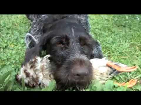 Видео: Дрессировка охотничьих собак легавые