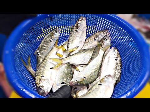 Видео: Сырая рыба, которую корейцы любят есть летом.  "Пестрый желудок шед"