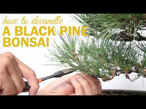 Видео: Как обрезать и укорачивать бонсай из черной сосны