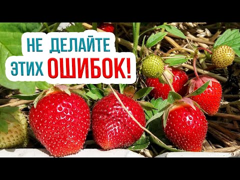 Видео: Посадка клубники осенью: эти советы УДВОЯТ УРОЖАЙ! Сажаем землянику в сентябре