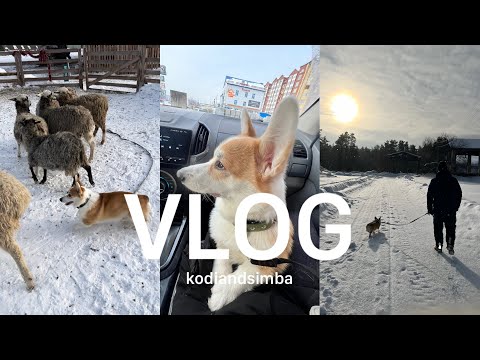 Видео: ДЕНЬ С КОРГИ КОДИ | ПАСТУШЬЯ СЛУЖБА | КАК ЭТО БЫЛО?