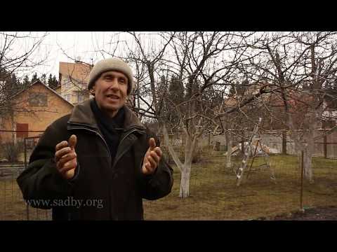 Видео: Яблоня: вторая обрезка. Урок 6 второго курса по обрезке плодовых деревьев Николая Рабушко. ©