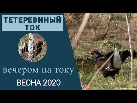 Видео: Тетеревиный ток вечером / Находим тетеревиный ток / Признаки тока / Весна 2020