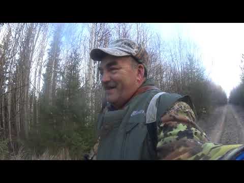 Видео: охота с русской гончей Радой.№ 4.