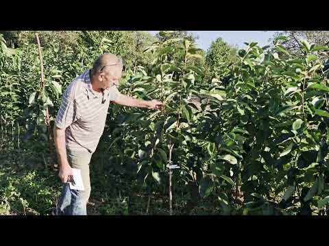 Видео: Вартість саджанців хурми.