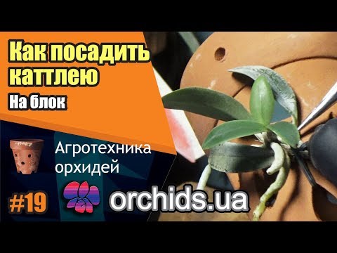 Видео: Как посадить каттлею (Cattleya) на блок.