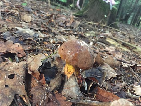 Видео: Як справи з осінніми грибами в Трускавці