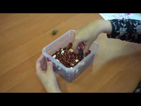 Видео: Развитие мелкой моторики с помощью фасоли