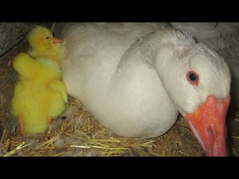 Видео: У НАС мини ПОПОЛНЕНИЕ)))!!!Гусыня вывела гусят.Что с ними делать?Гусыня с гусятами.Семья в деревне.