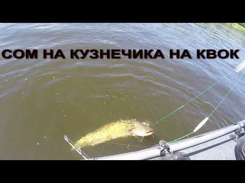 Видео: СОМ НА КУЗНЕЧИКА НА КВОК. 2024.