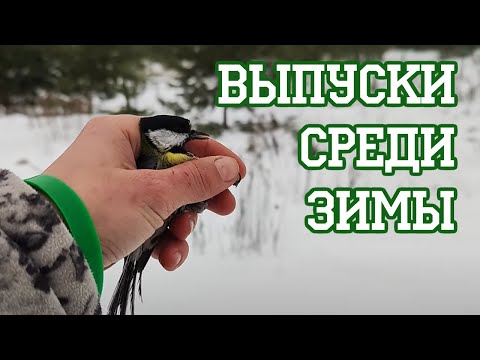 Видео: Синица, выходи!