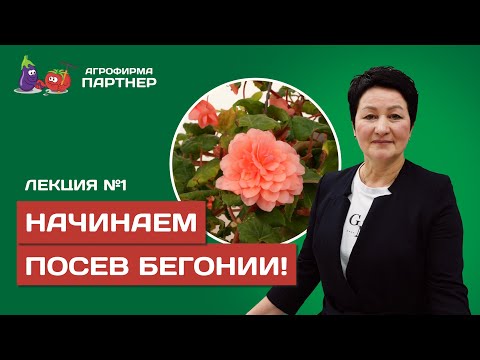 Видео: Лекция. Особенности выращивания бегонии.