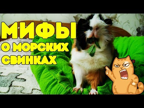 Видео: МИФЫ О МОРСКИХ СВИНКАХ. ЗАЧЕМ БЬЮТ МОРСКИХ СВИНОК??? О_О