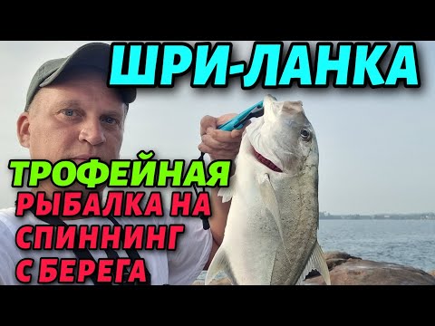 Видео: Супер Рыбалка  в Индийском Океане с Берега! на ШРИ-ЛАНКЕ ! Клюют Паровозы Ломают Снасти!!