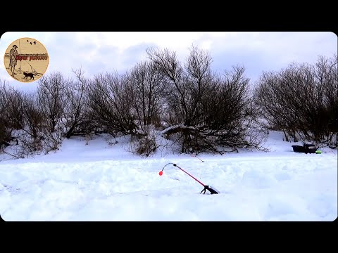 Видео: Рыбалка на реке.Рабочая донка,оснастка.Актуально весной.fishing,bushcraft,camping.