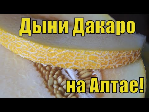 Видео: Дыня Дакаро на Алтае, сажать или нет! Выращивание на плёнке.