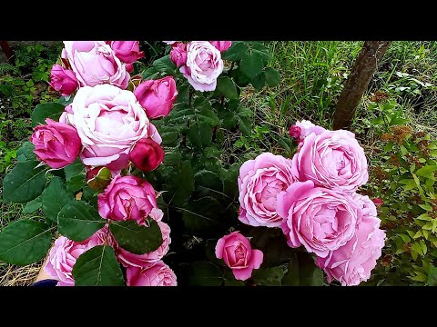 Видео: Первая волна цветения всё. Погода поиздевалась. Простите за грустный ролик😔