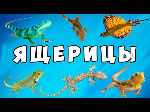 Видео: Удивительные ящерицы – развивающий мультик для детей | Карточки Домана про животных от Комарика