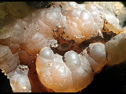 Видео: Сокровища оврагов Старой Ситни, 22.06.2024г. Натечные халцедоны, псевдосталактиты, окаменелости.