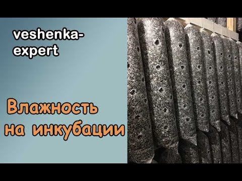 Видео: Влажность на инкубации вешенки. Почему примордии вешенки растут под пленкой. Сухая инкубация.