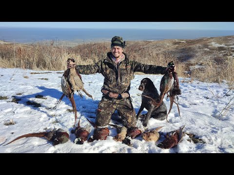 Видео: ТРУДОВАЯ ОХОТА НА ФАЗАНА! ОХОТА В ГОРАХ! Охота на фазан 2022. Pheasant hunting 2022 Охота с дратхаар