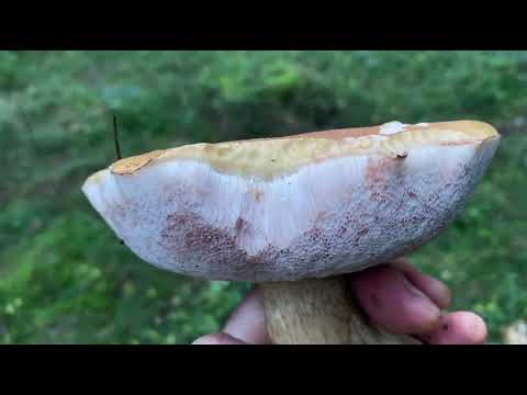 Видео: Первые грибы. Германия 2025