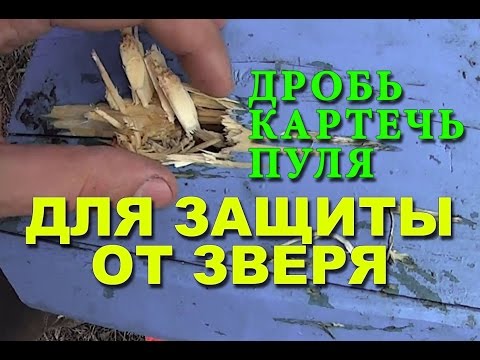 Видео: Какой патрон эффективней для защиты от зверя в лесу? Дробь Картечь или Пуля