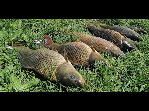 Видео: САЗАНЫ ДАЛИ ЖАРУ!  ВОТ ЭТО ОТДЫХ!