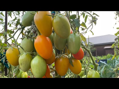 Видео: 5 ТОМАТОВ с РЕКОРДНЫМ УРОЖАЕМ!