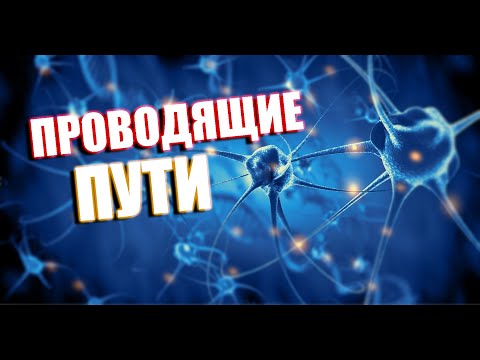 Видео: Проводящие пути. Спинной мозг. Часть 1.