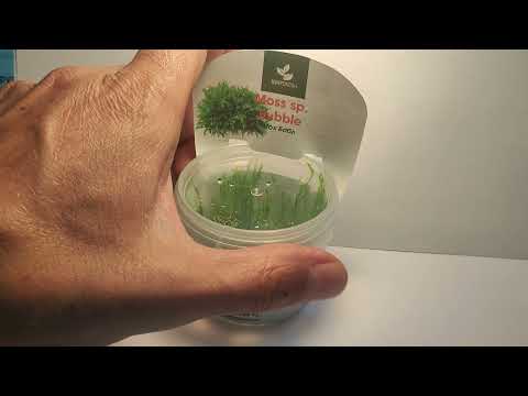 Видео: Живое аквариумное растение Мох Бабл меристемное