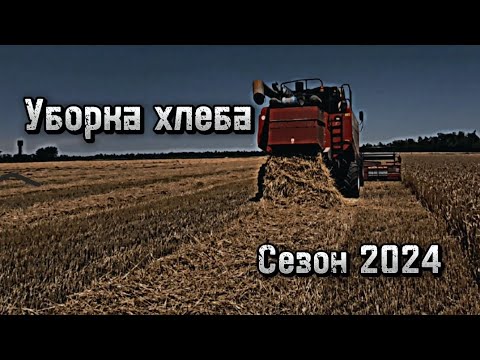 Видео: Уборка пшеницы идёт полным ходом, комбайн Палессе GS 12